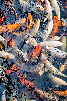 Koi fish in a pond / river