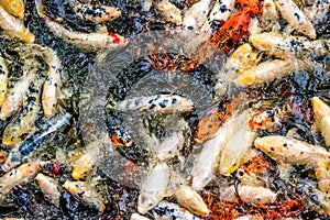 Koi fish in a pond / river