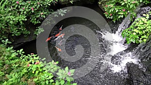 Koi fish pond and rock garden with mini waterfall.