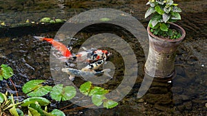 Koi fish in the pond photo