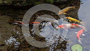 Koi fish in the pond photo