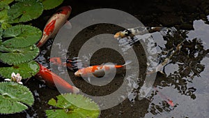 Koi fish in the pond photo