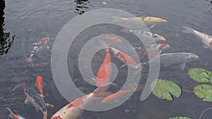 Koi fish in the pond photo