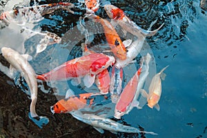 Koi Fish in Pond