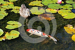 Koi Fish in Pond of Water Lillies