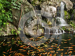Koi fish in pond with a waterfall