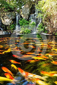 Koi fish in pond with waterfall