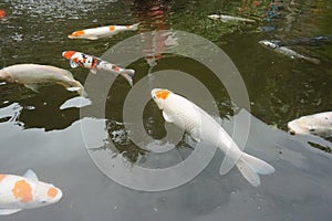 Koi fish in the fish pond