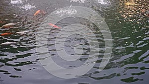 Koi fish in pool with fountains