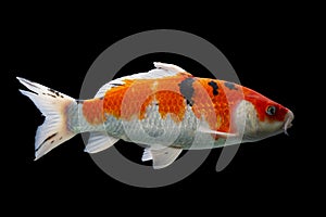 Koi fish Shiro Utsuri Koi fish Black background