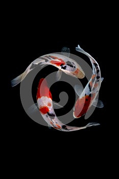 Koi fish showa Black background