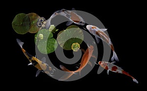 Koi fish swim in the Nelumbo nucifera flower garden