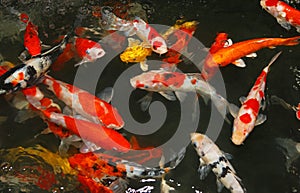 Koi fish swim on the pond