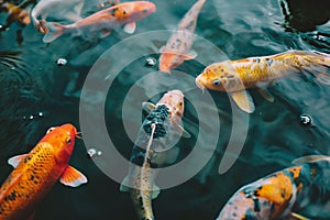 Koi fish swimming, Colorful decorative fish float in an artificial pond