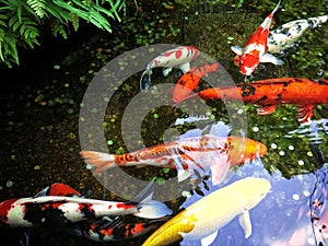 Koi Fish Swimming in Lake, Fish With Nature,