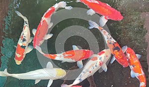 Koi fish swimming in the pond Clear water with air bubbles