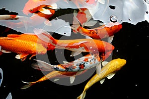 Koi fish swimming in pool