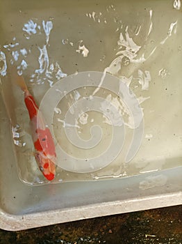 Koi fish, variety sanke