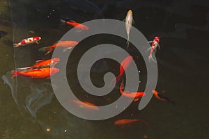 Koi fish of various colors swim in a pond in clear water