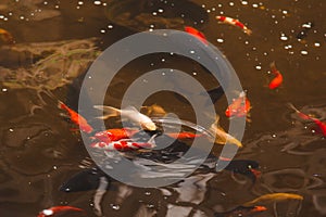 Koi fish of various colors swim in a pond in clear water