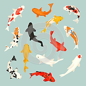 Koi fish vector illustration japanese carp and colorful oriental koi in Asia set of Chinese goldfish and traditional