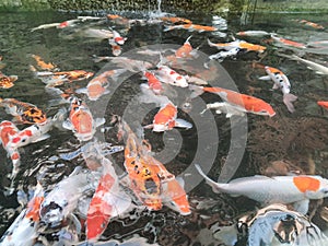 koi fish water relex happy