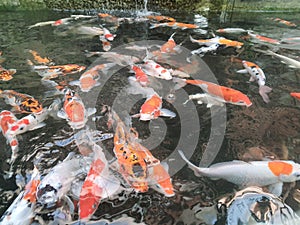 koi fish water relex happy photo
