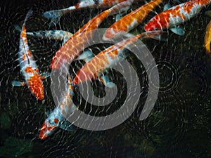 Koi fish with water ripple