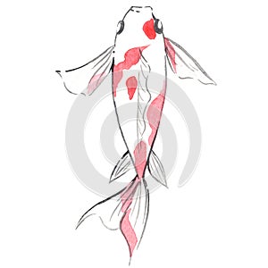 Koi fish watercolor illustration for decoration on marine life.