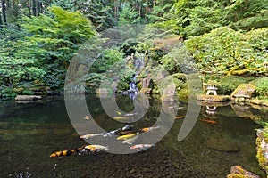 Koi Fish in Waterfall Pond at Japanese Garden