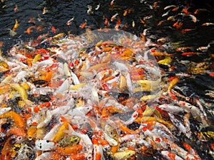 Koi fishes