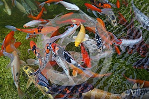 Koi fishes