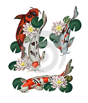 Koi fishes and lotus isolated. Vector.