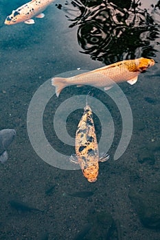 Koi fishes swimming in the decorative pond. Copy space