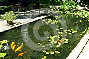 Koi Garden 02