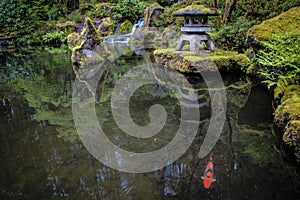 Koi in a garden pond