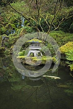 Koi in a garden pond