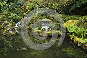 Koi in a garden pond