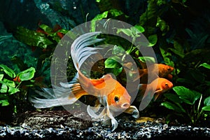 Koi goldfish, commercial aqua trade breed of wild Carassius auratus carp, curious and cute comet-like long tail ornamental fish