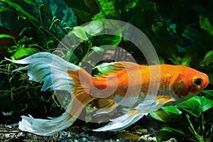 Koi goldfish, commercial aqua trade breed of wild Carassius auratus carp, curious and friendly comet-like longtail ornamental fish