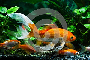 Koi goldfish, commercial aquatrade breed of wild Carassius auratus carp, curious and friendly comet-like long tail ornamental fish