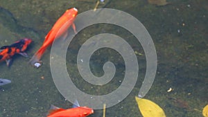 koi goldfish or Cyprinus rubrofuscus