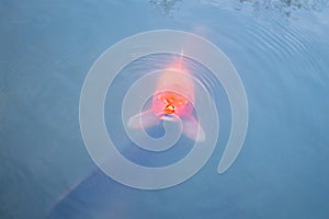 Koi at Hama Rikyu Garden in Tokyo