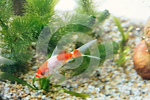 Koi is a high-grade ornamental fish