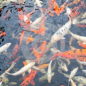 Koi - Japanese carp fishes