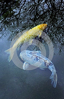 KOI, jinli or nishikigoi