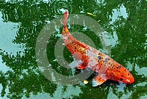 KOI, jinli or nishikigoi fish