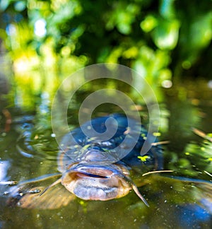 Koi Karp Pond