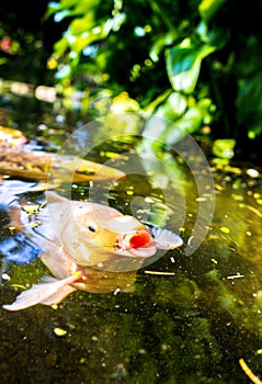 Koi Karp Pond