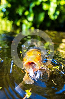 Koi Karp Pond